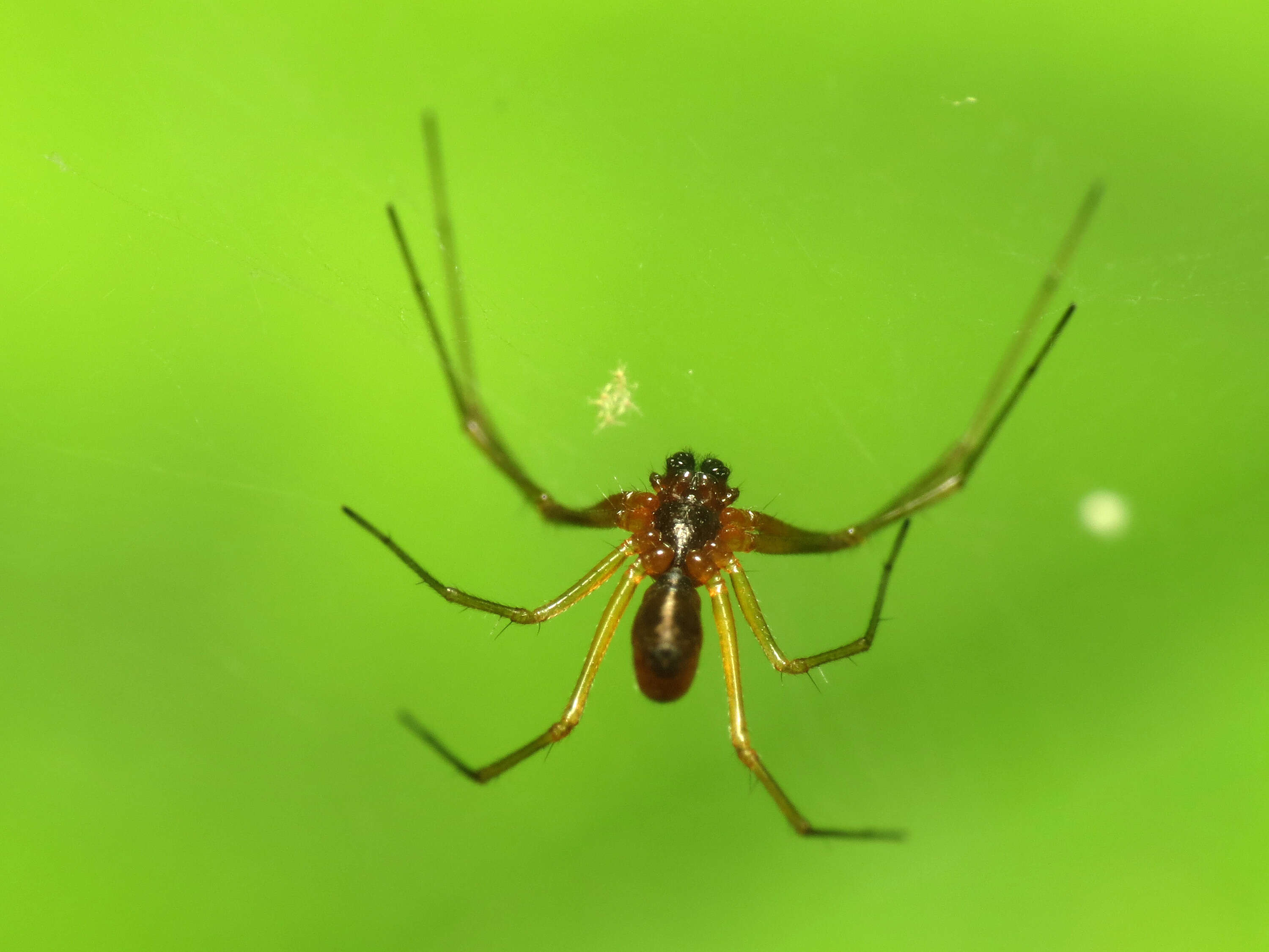 Image of Basilica Orbweaver