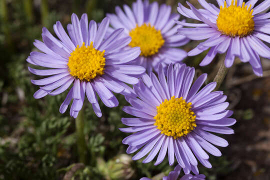 Image of featherleaf fleabane