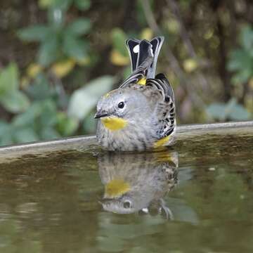 Image of Audubon's Warbler