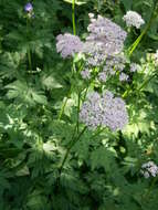 Image of Chaerophyllum hirsutum L.