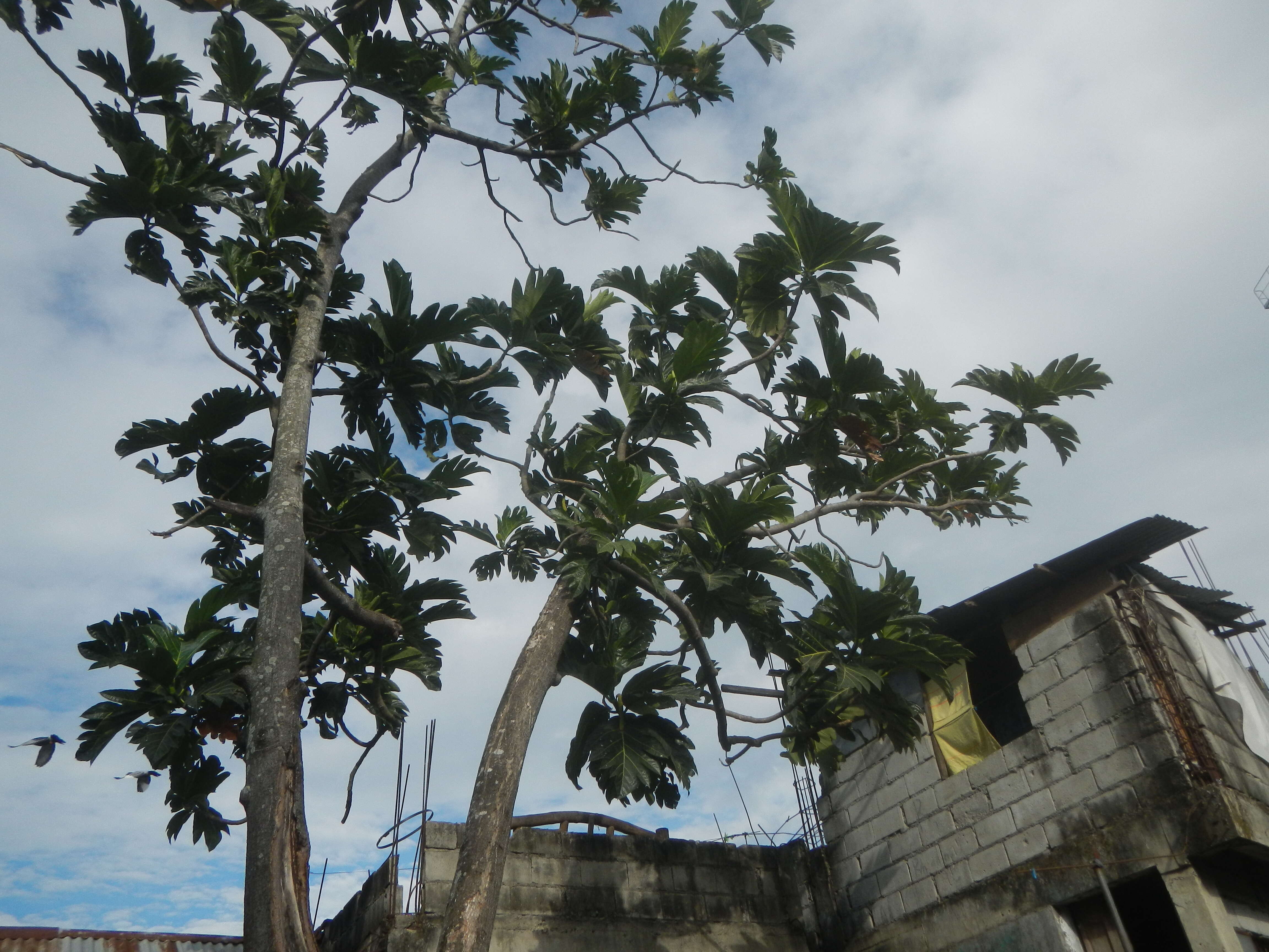 Image de Arbre à pain