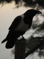 Image of Pied Crow