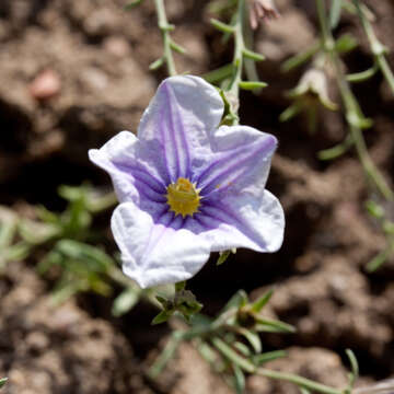 Image of broom cupflower