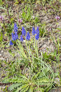 Imagem de Muscari armeniacum H. J. Veitch