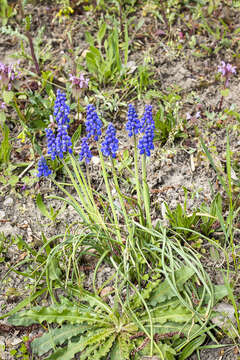 Image of Armenian grape hyacinth