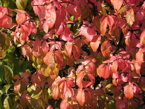 Image of Euonymus verrucosus Scop.