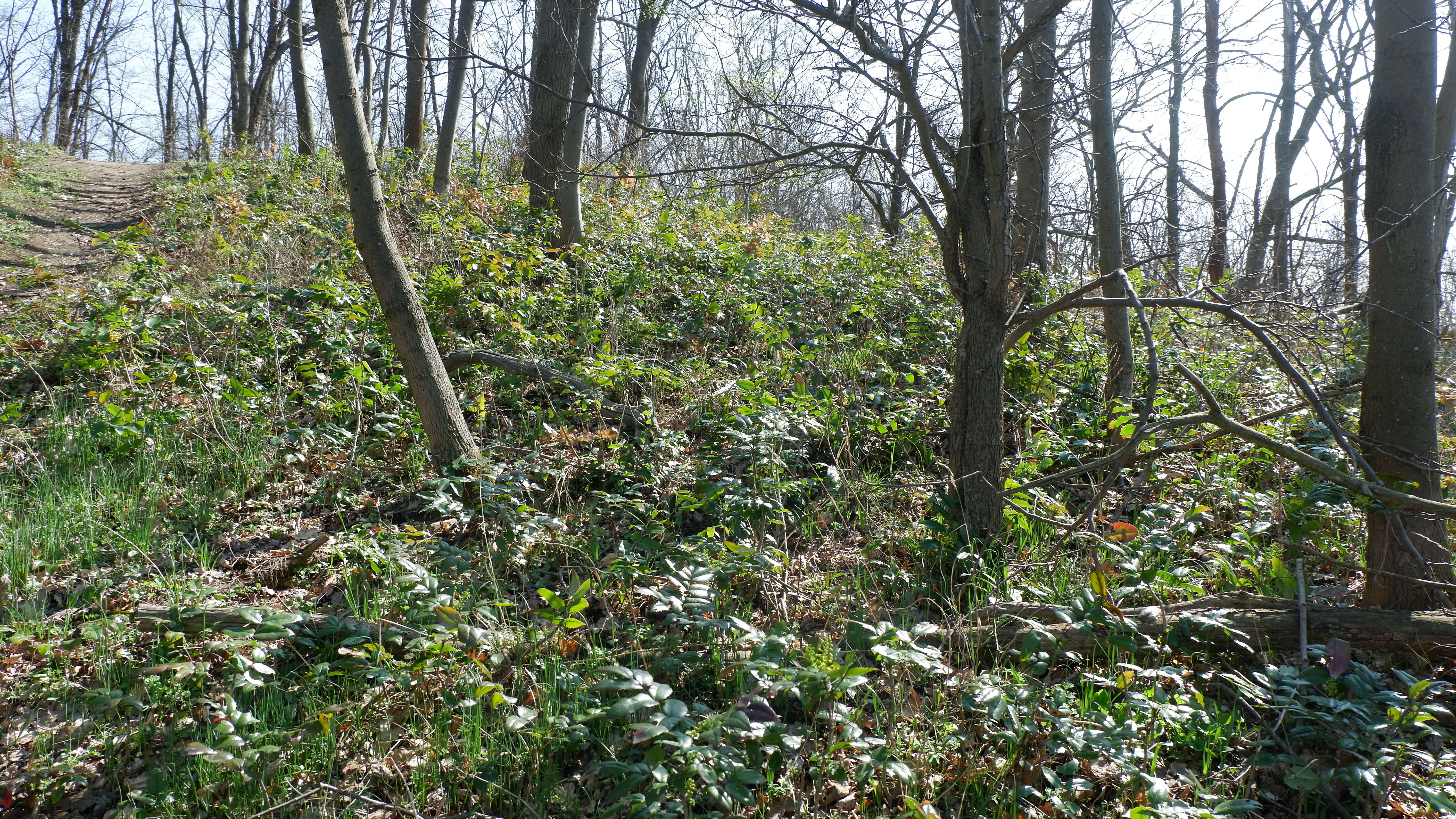 Image of Hollyleaved barberry