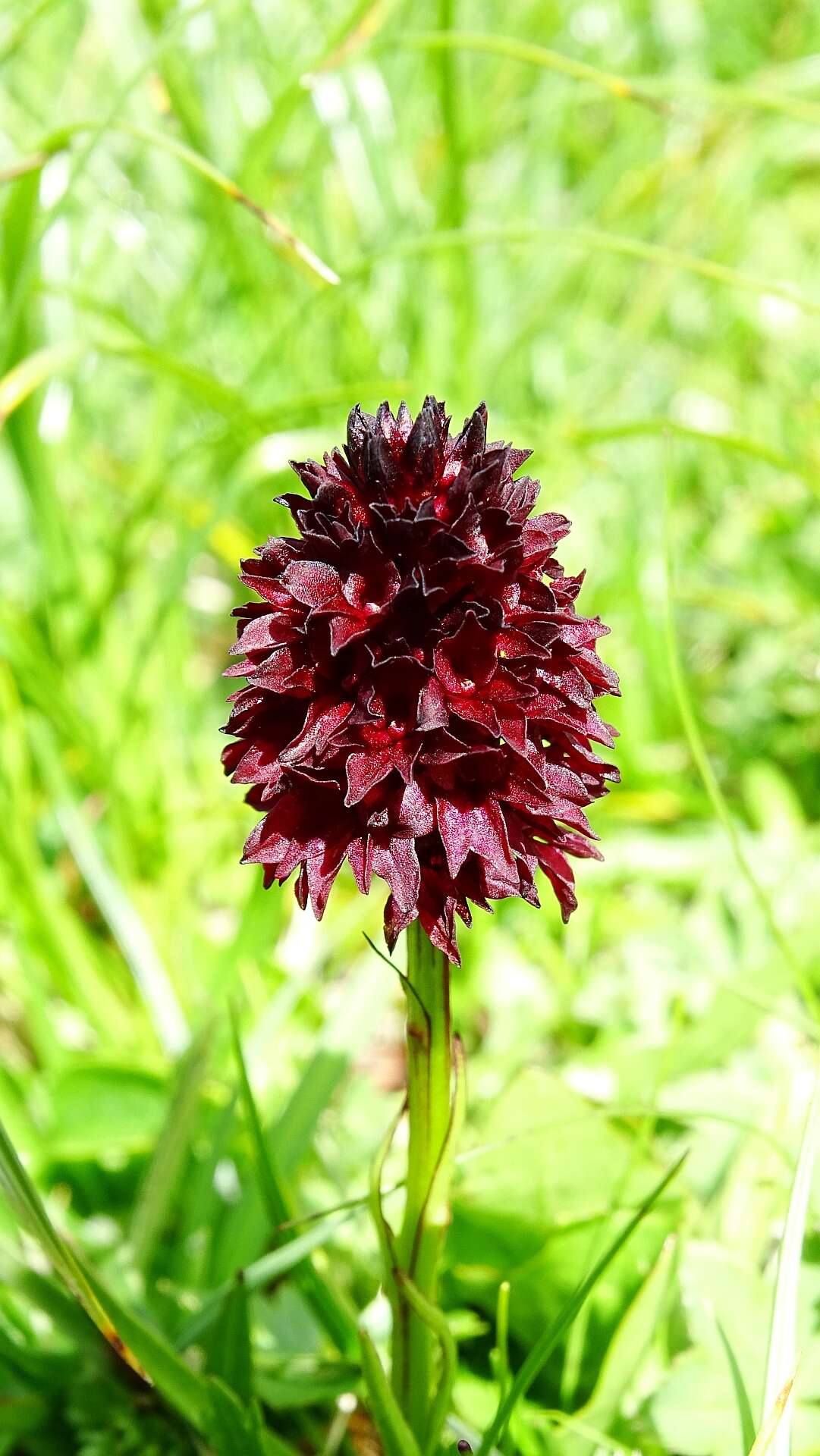 Image of Gymnadenia rhellicani (Teppner & E. Klein) Teppner & E. Klein