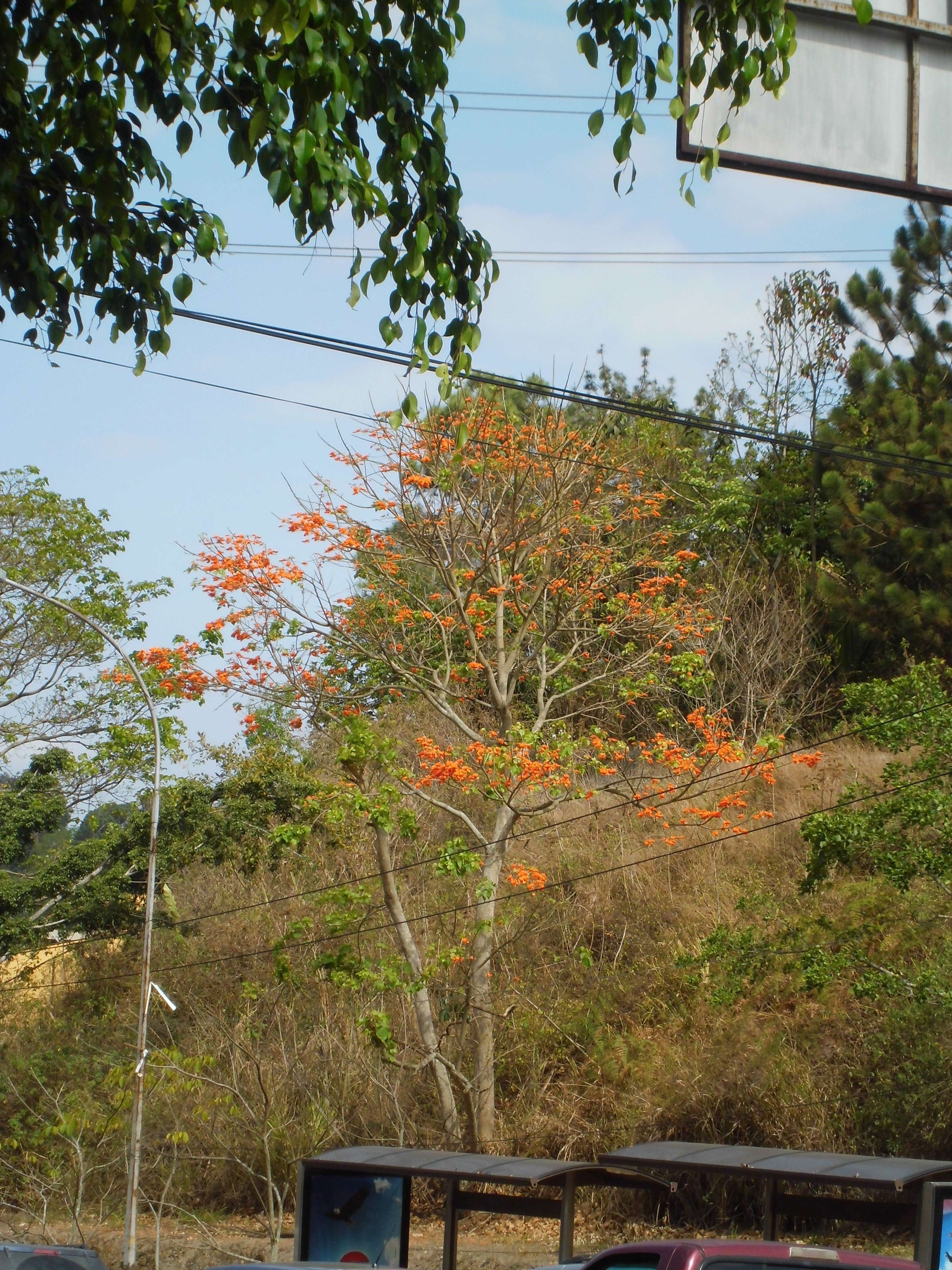 Imagem de Erythrina poeppigiana (Walp.) O. F. Cook