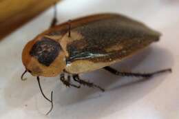 Image of Caribbean Giant Cockroach