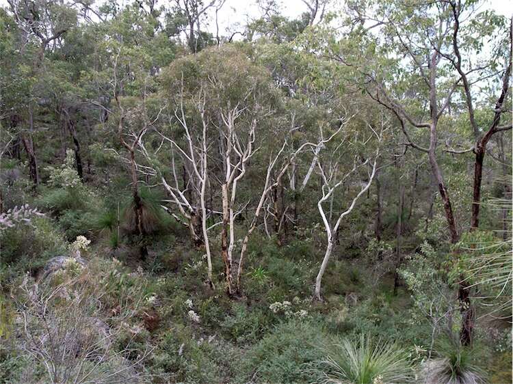 Image of Eucalyptus laeliae Podger & Chippendale