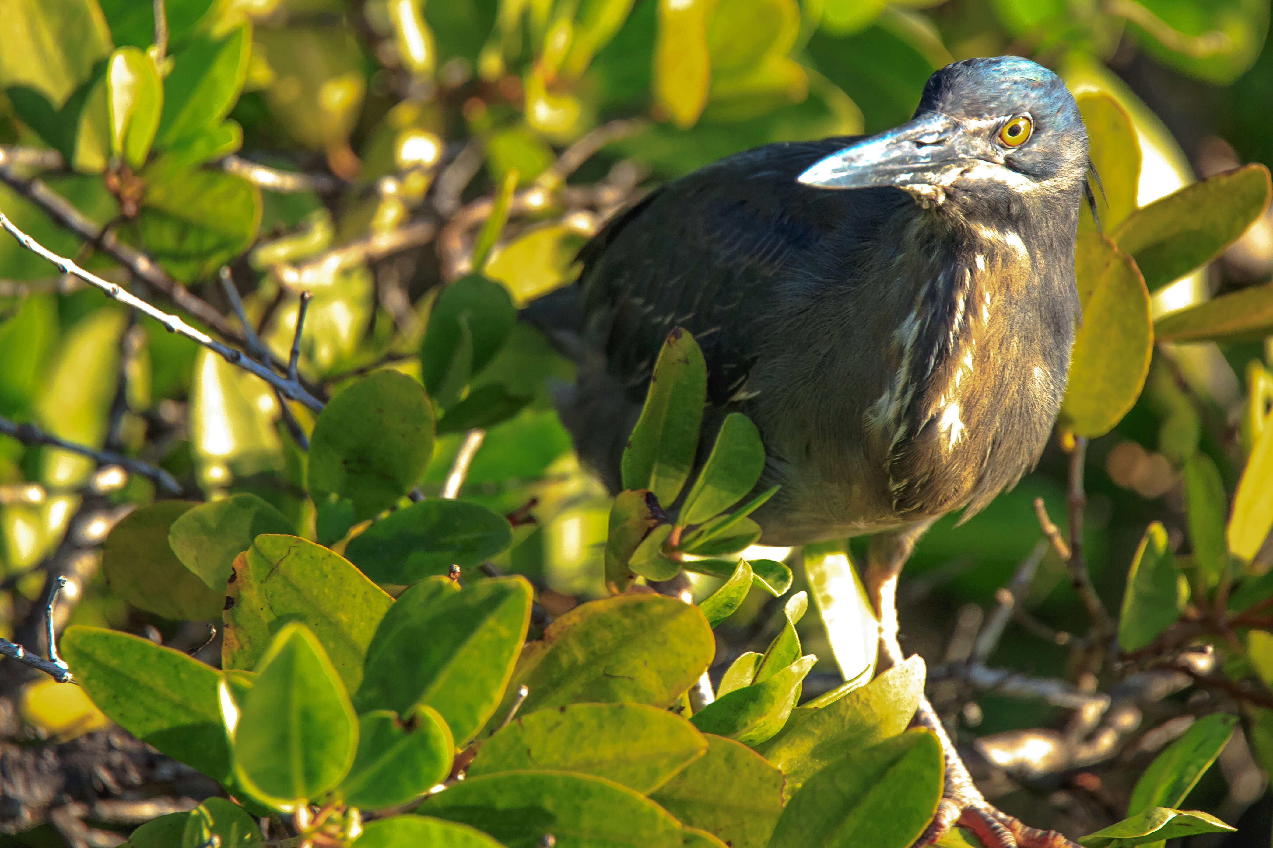 Image de Héron des Galapagos