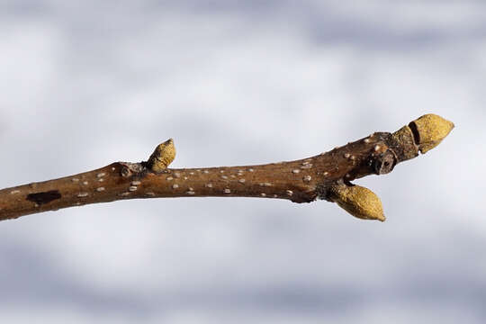 Image of bitternut hickory