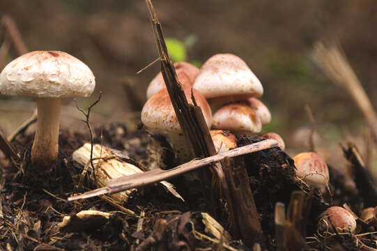 Image of Hypholoma lateritium (Schaeff.) P. Kumm. 1871