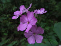 Image of fall phlox