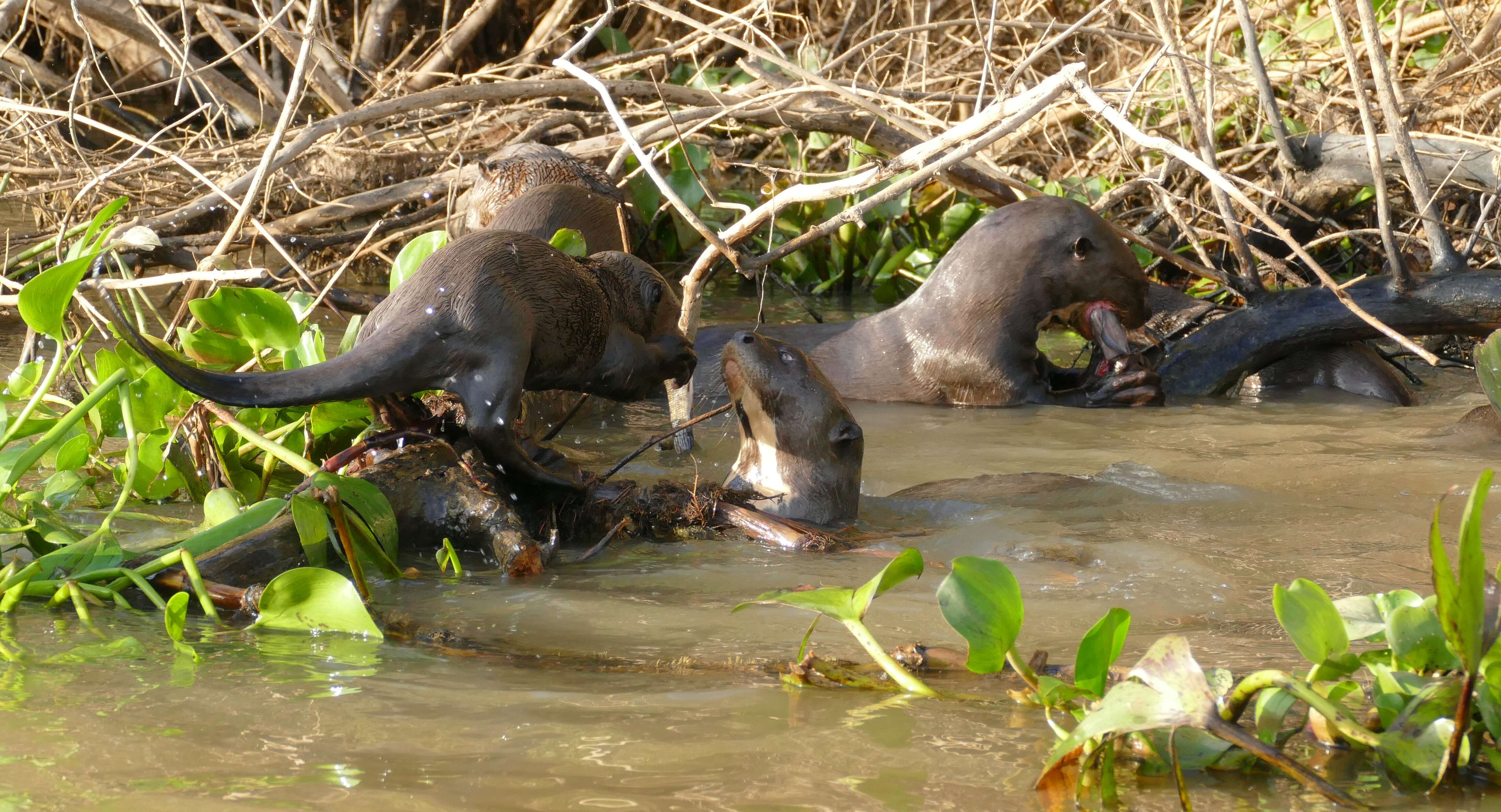 Image of giant otter