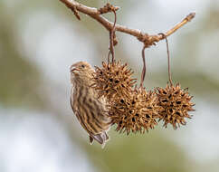 Image of Pine Siskin