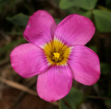 Imagem de Oxalis obliquifolia Steud. ex A. Rich.