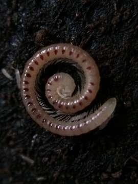 Image of Spotted snake millipede