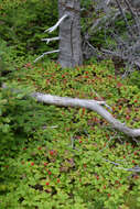 Image of bunchberry dogwood