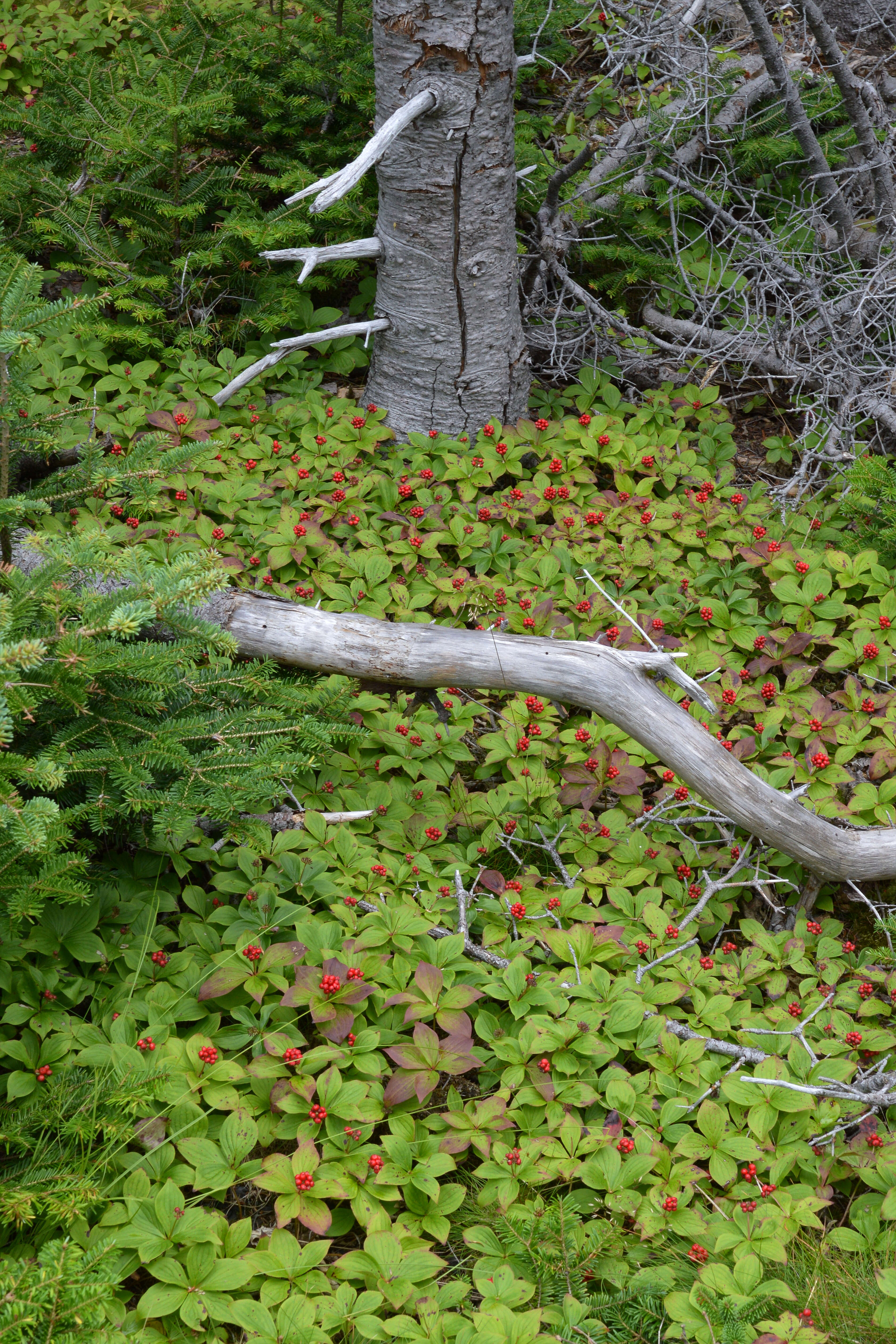 Image of bunchberry dogwood