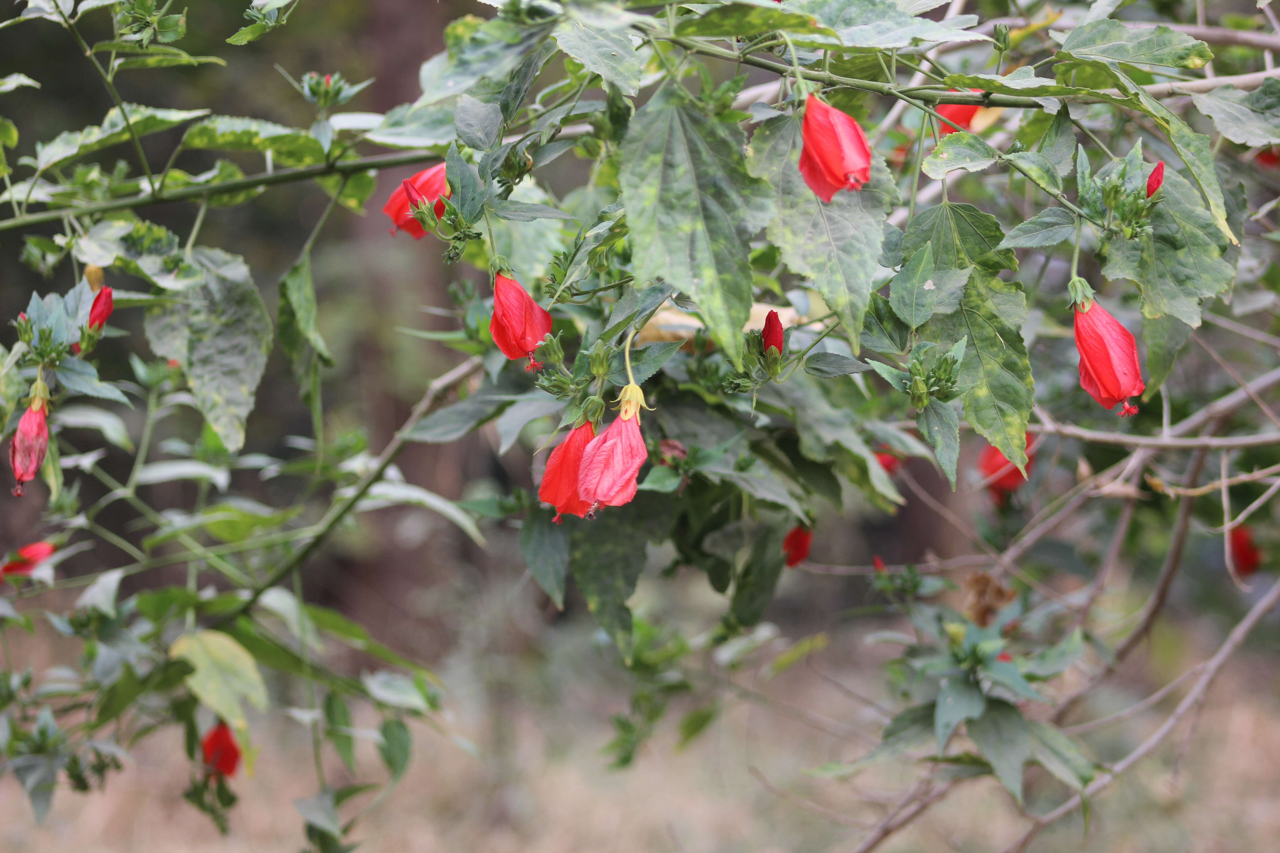 Image de Malvaviscus arboreus Cav.