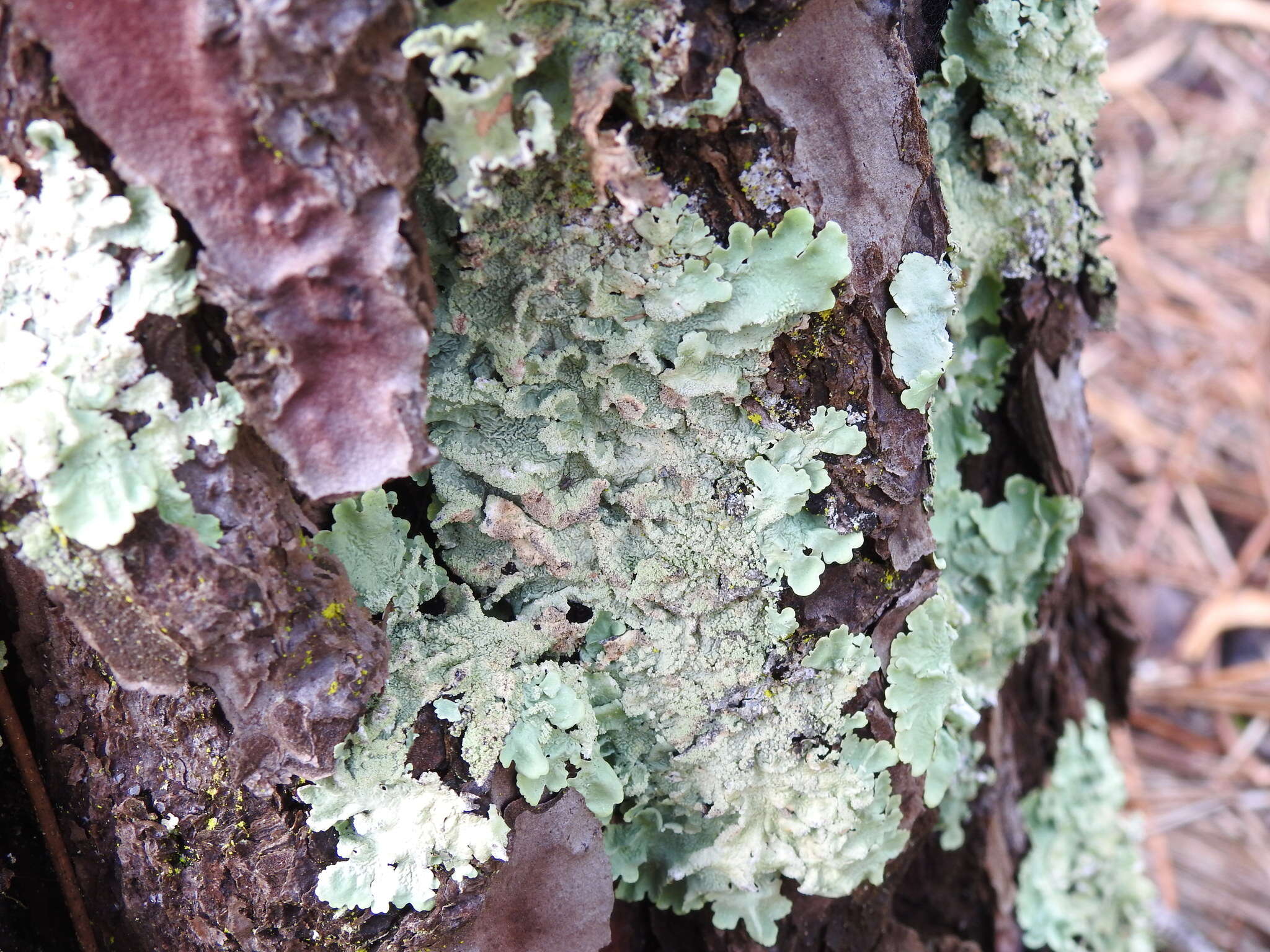 Image of Common greenshield lichen