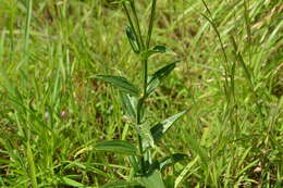 Image of Exacum tetragonum Roxb.