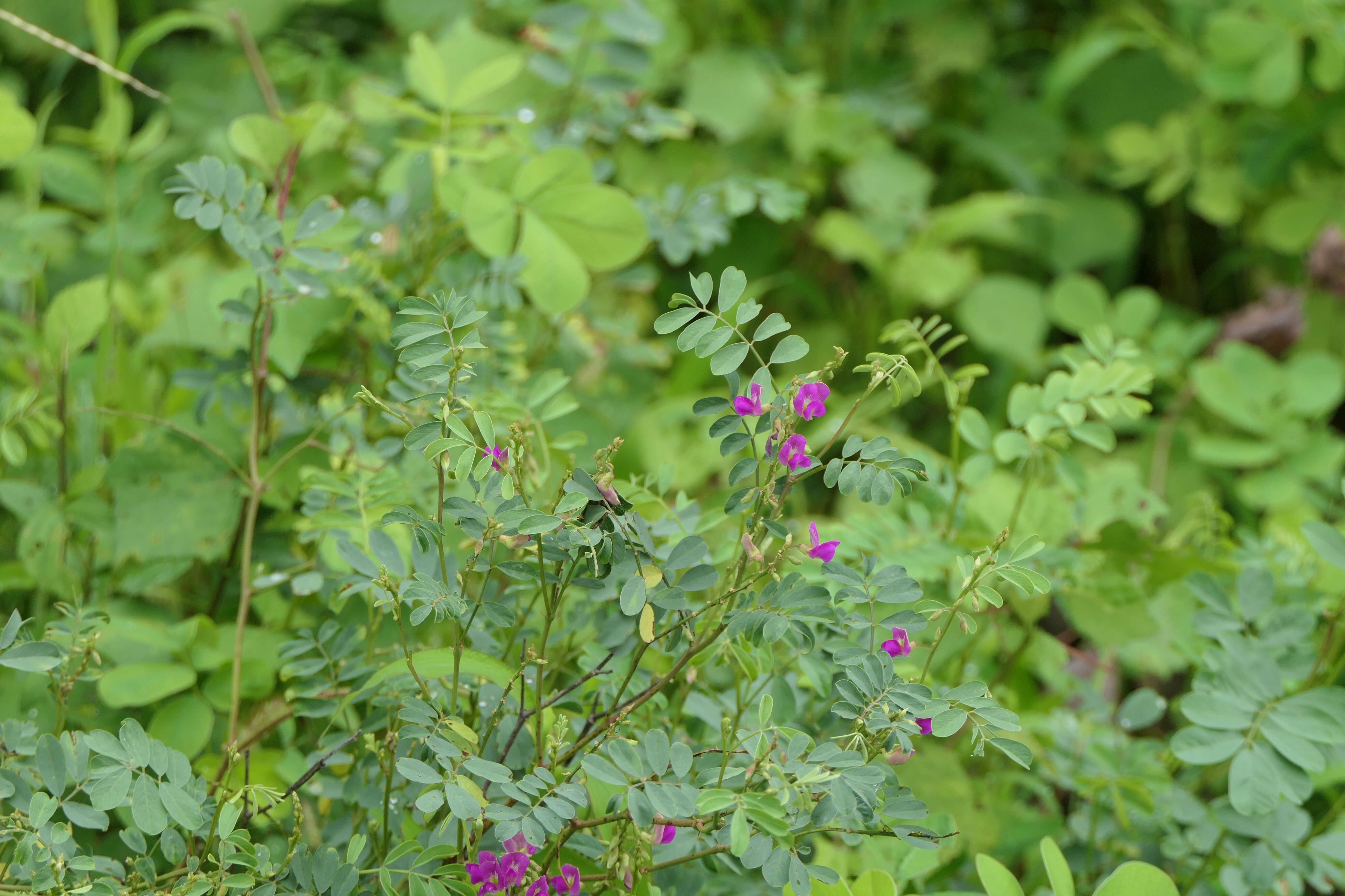 Sivun Tephrosia purpurea (L.) Pers. kuva