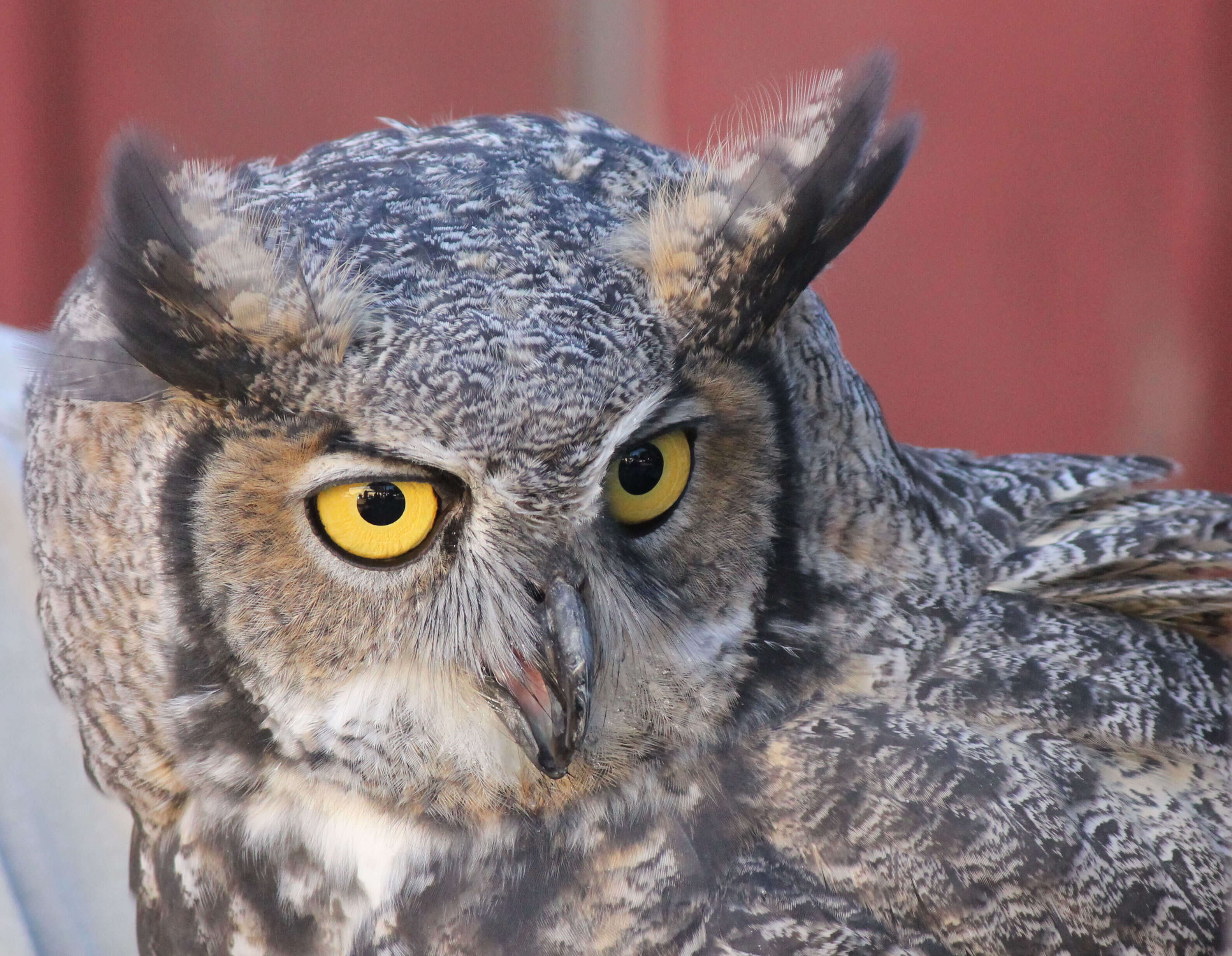 Image of Great Horned Owl