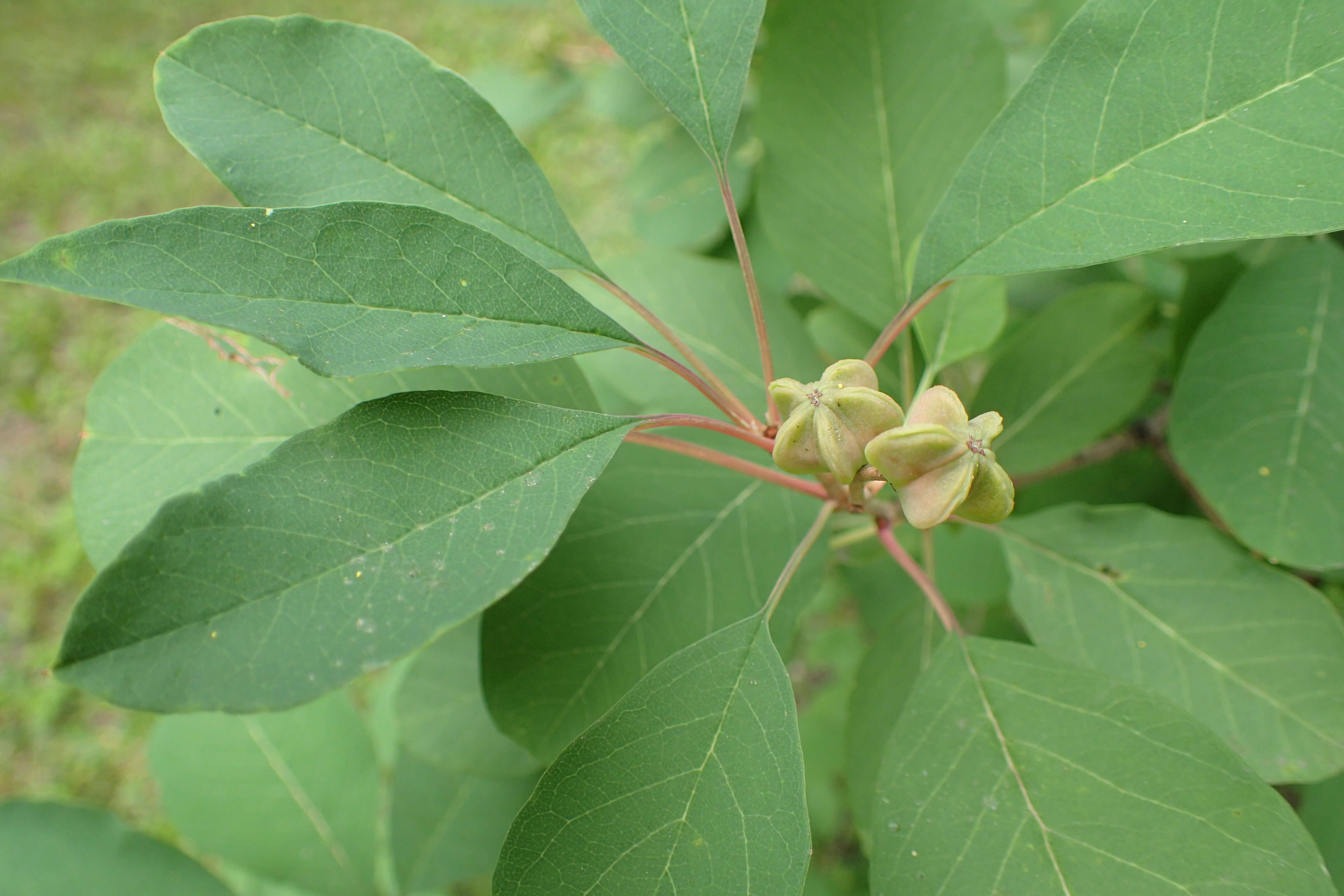 Image of common pearlbrush