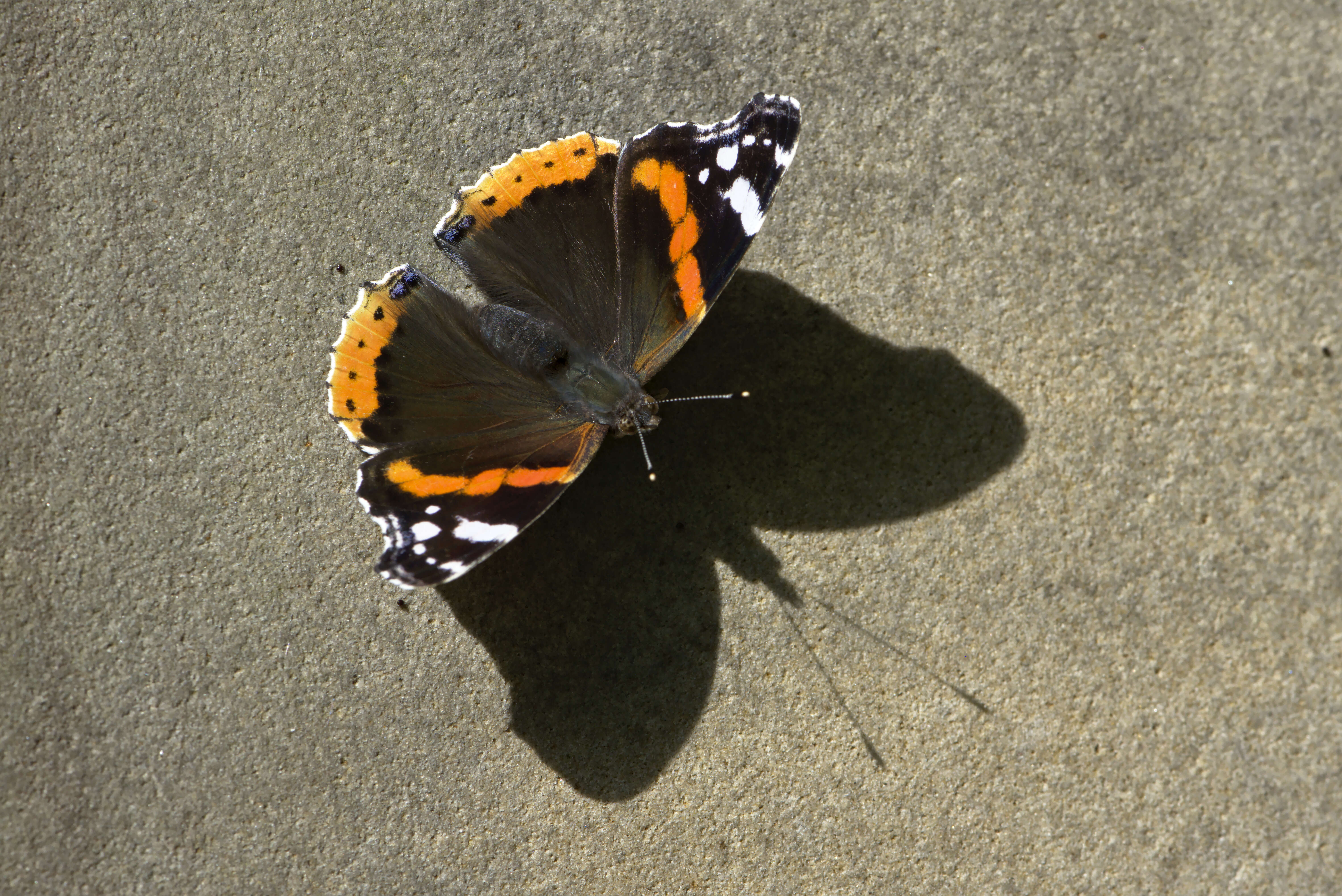 Image of Red Admiral