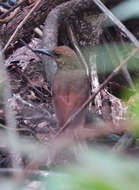 Image of Northern Barred Woodcreeper