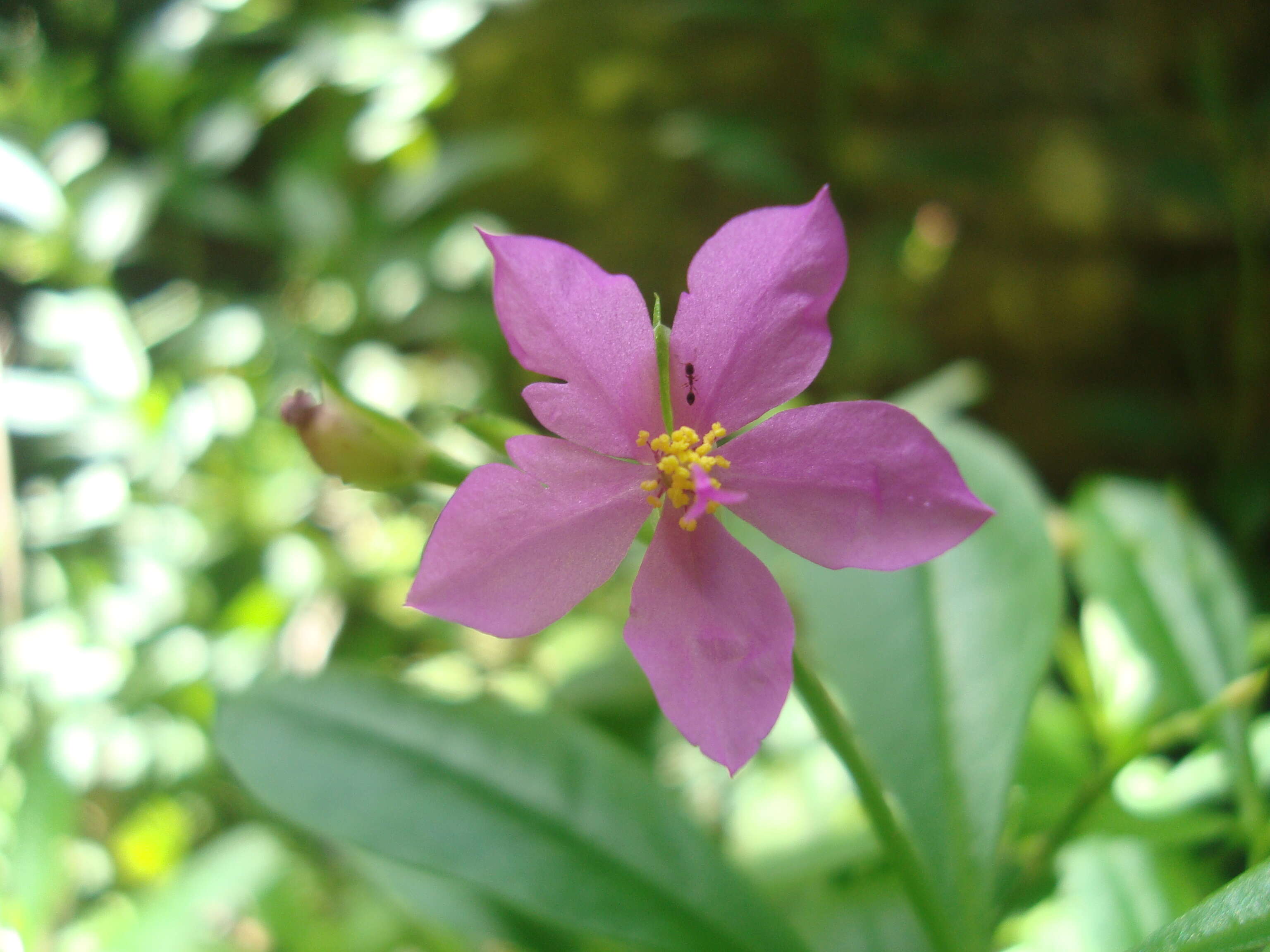 Image of Ceylon spinach