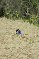 Image of Blue Magpie