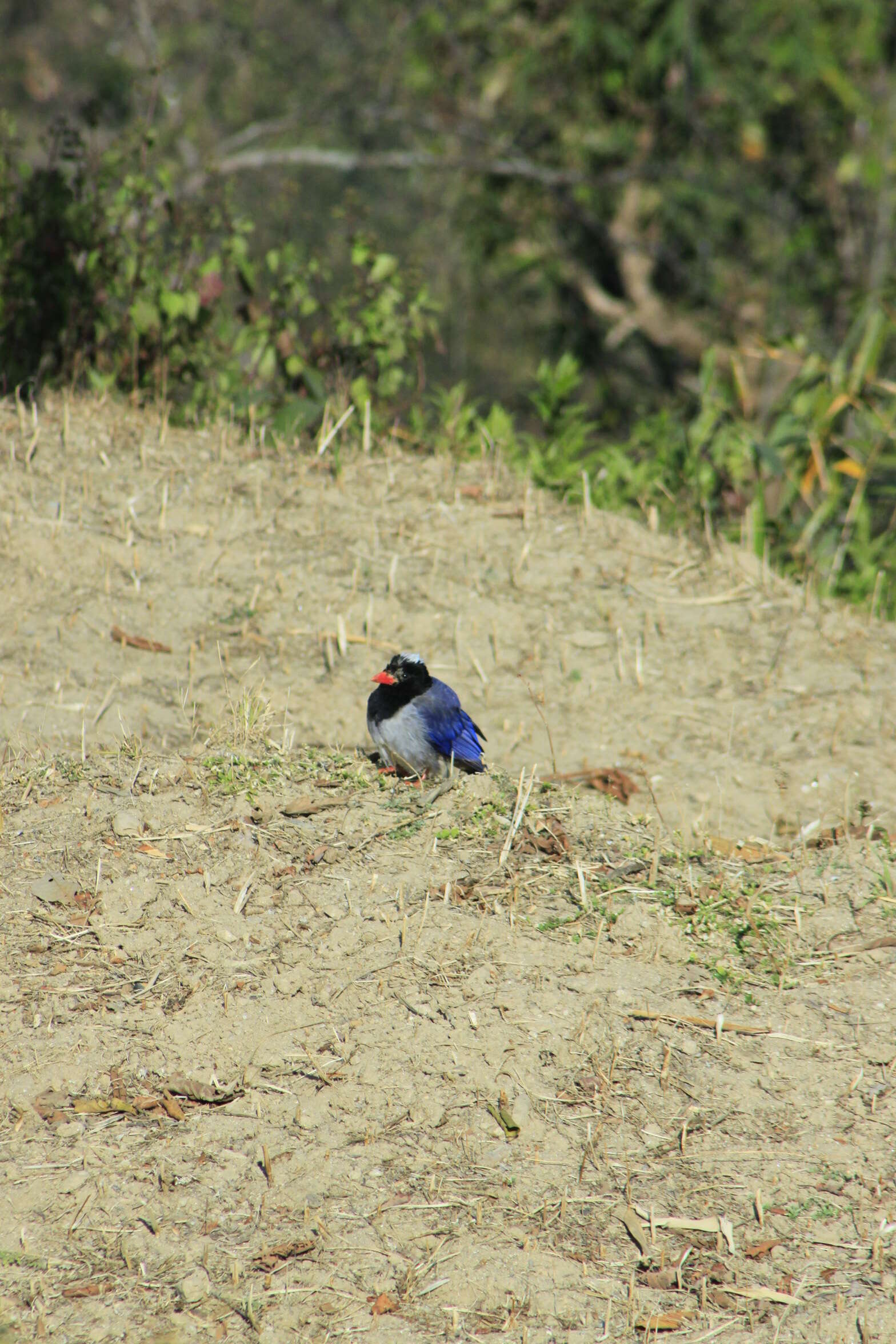 Image of Blue Magpie