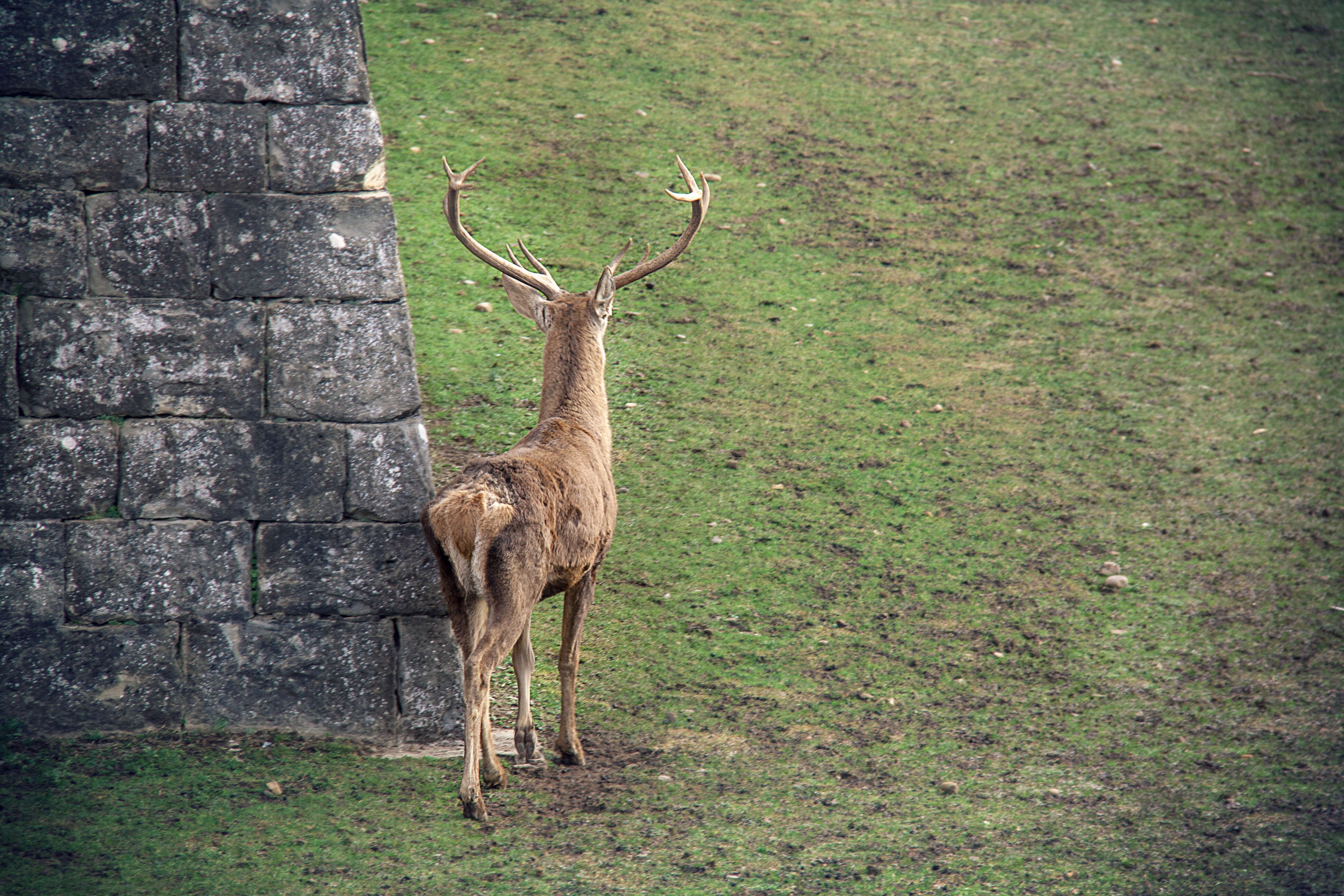 Image of Cervus elaphus hispanicus Hilzheimer 1909