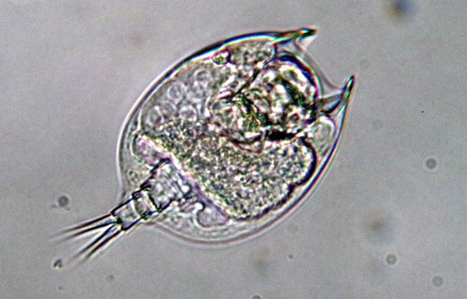 Image of Euchlanidae