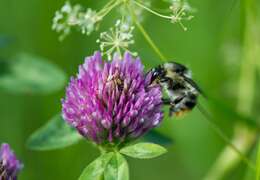 Image of Shrill carder bee