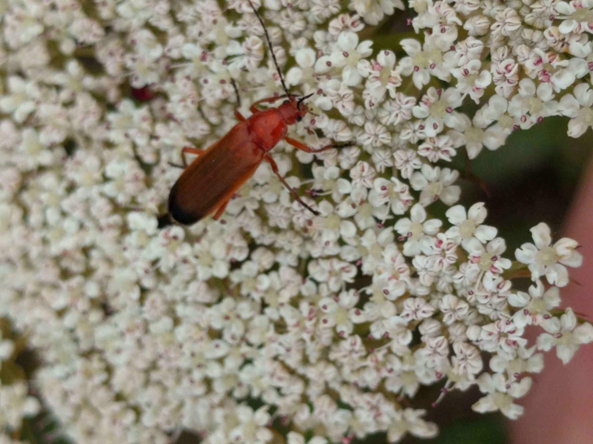 Image of Rhagonycha fulva