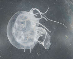 Image of Atlantic sea nettle