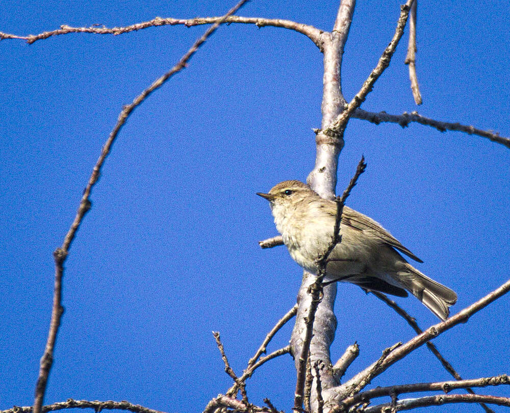 Image of Common Chiffchaff