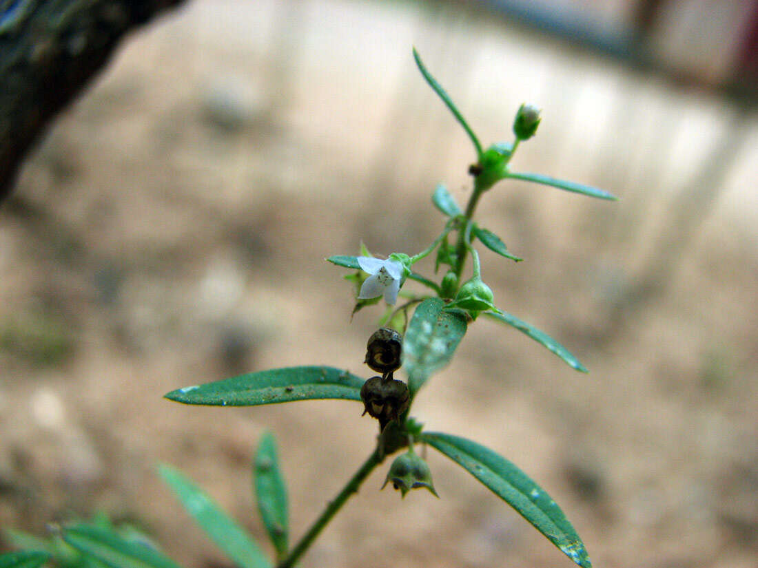 Image of Flat-Top Mille-Graines