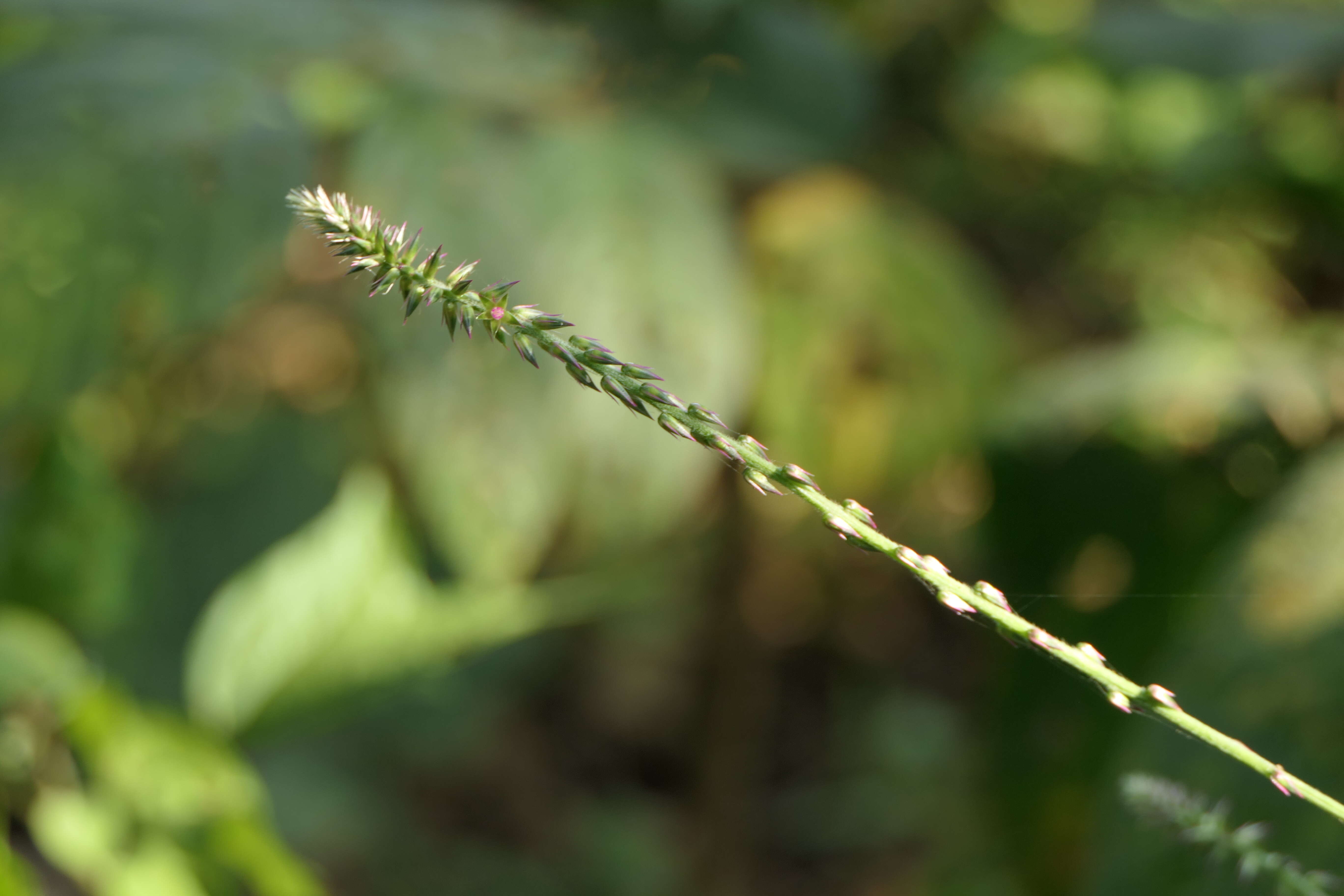 Image of Chaff-flower