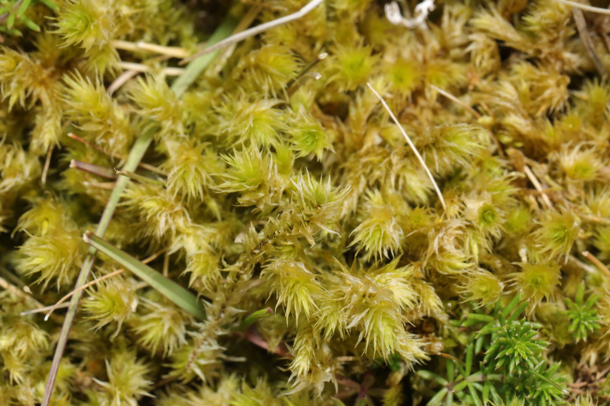 Image of Electrified Cat's Tail Moss