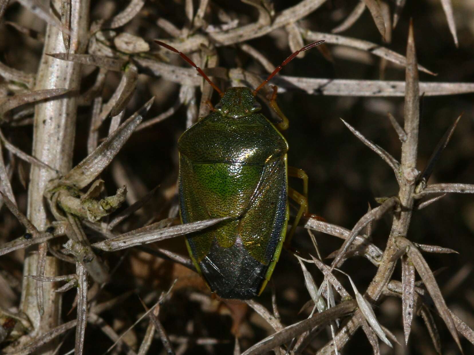 Image of Piezodorus lituratus (Fabricius 1794)