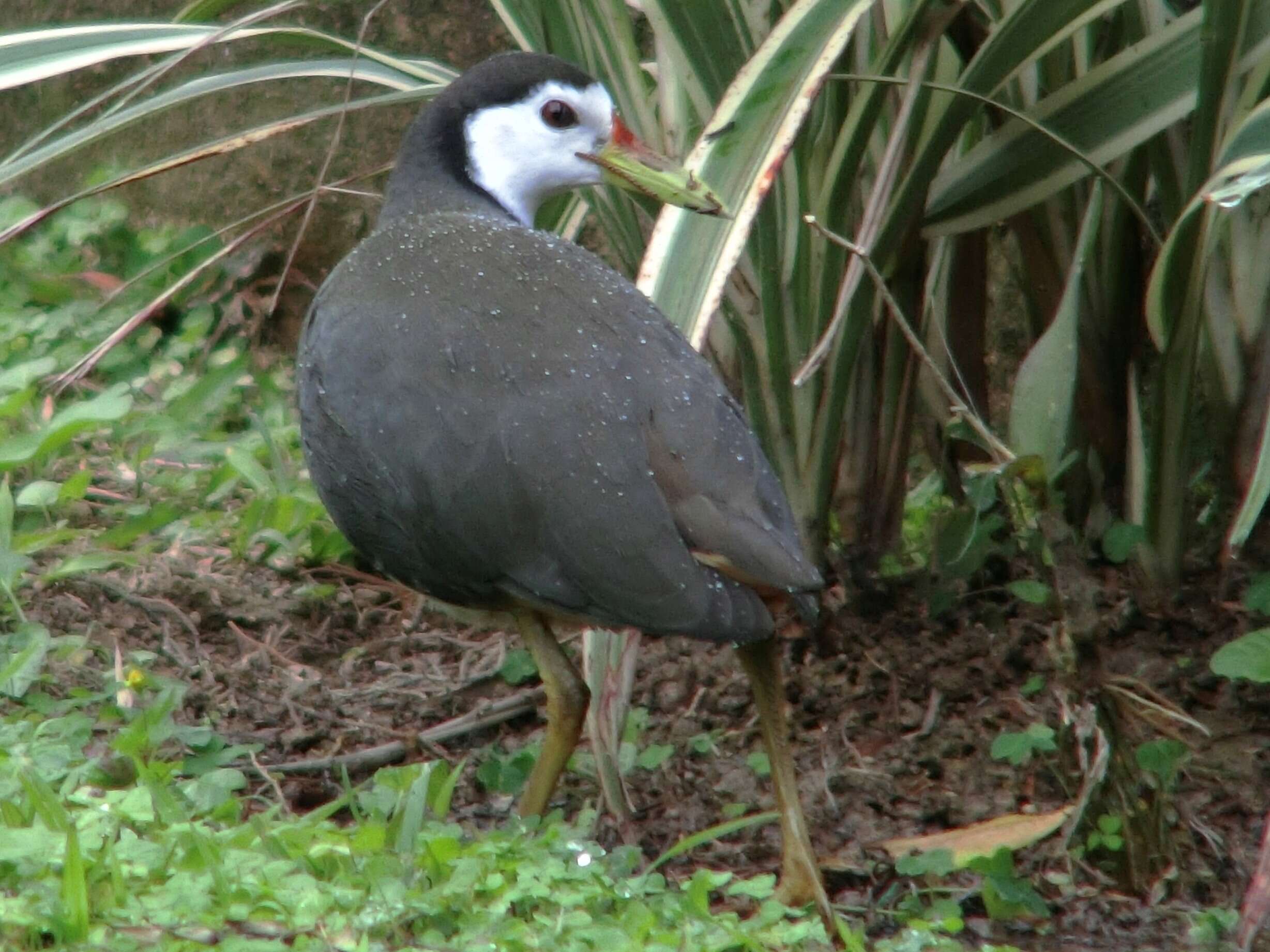 Image of White-breasted Waterhen