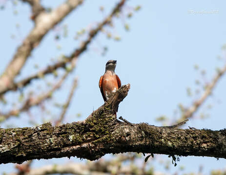 Image of Rosy Minivet