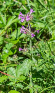 Image of wild basil