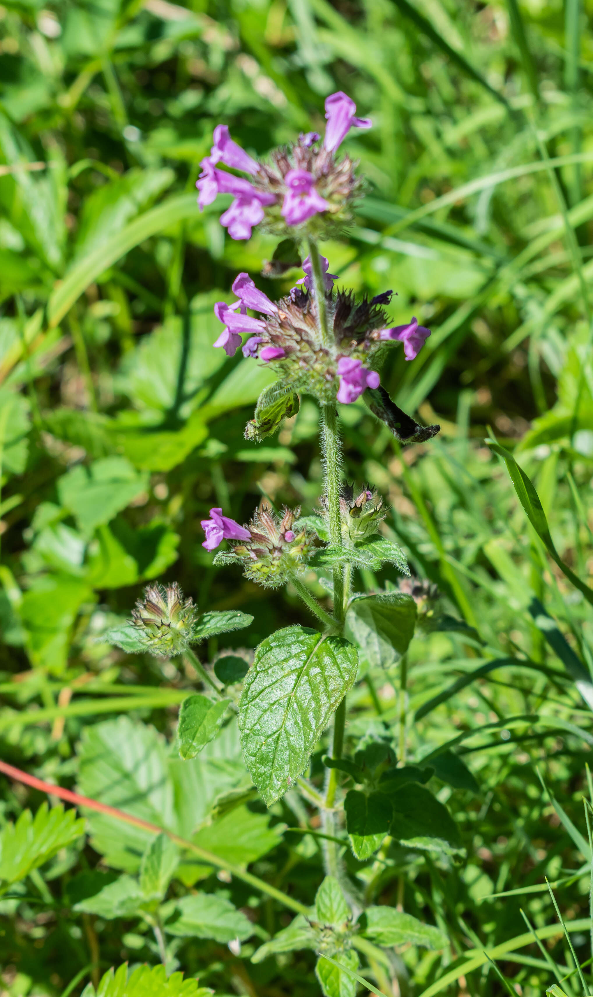 Image of wild basil